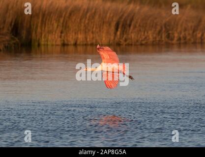 Les spoonbills roséés (Platalea ajaja) survolant un marais marécageux, Galveston, Texas, États-Unis Banque D'Images