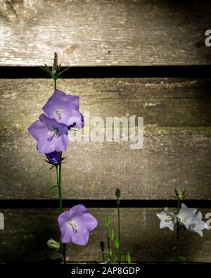 des fleurs violettes et blanches tendre poussent dans le jardin. Banque D'Images