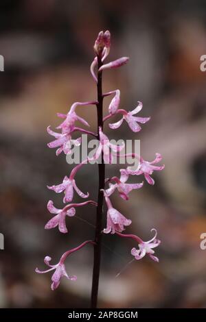 Fleur, Orchidée En Jacinthe De Rosy Banque D'Images