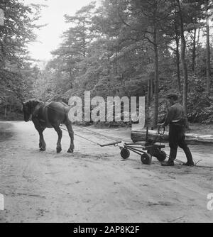 Foresterie, grumes, transport, travailleurs, charrettes, chevaux Date: Non daté mots clés: Travailleurs, troncs d'arbres, foresterie, charrettes, transport Nom personnel: Chevaux Banque D'Images