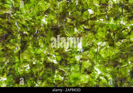 Macro image d'une feuille d'algues séchées Banque D'Images