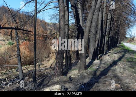 Arbres brûlés. Conséquences des feux de forêt. Catastrophes naturelles. Banque D'Images