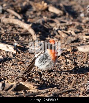 Rouge-Capping Robin (Petroica Goodenovii), Parc National Des Ikara-Flinders Ranges, Australie Méridionale, Australie Banque D'Images