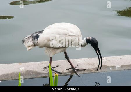 White ibis parcourt Roma Street Parkland, Brisbane, Queensland, Australie Banque D'Images