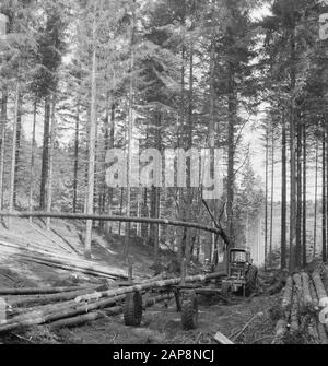 Foresterie, machines, outils, travailleurs, charrettes, grumes, remorques, tracteurs Date: Non daté mots clés: Suiveurs, travailleurs, grumes, menuiserie, charrettes, machines, outils Nom personnel: Tracteurs Banque D'Images