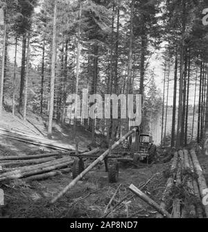Foresterie, machines, outils, travailleurs, chariots, grumes, tracteurs Date: Non daté mots clés: Travailleurs, troncs d'arbres, foresterie, chariots, machines, outils Nom personnel: Tracteurs Banque D'Images