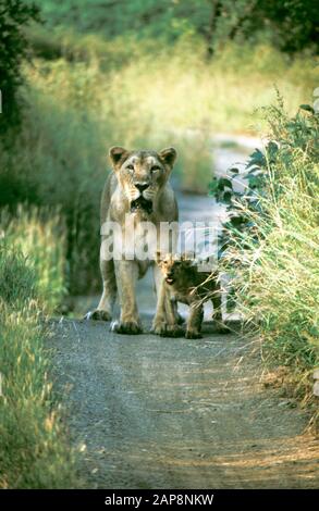 La lioness asiatique et le cub dans leur dernier habitat restant au Parc national Du Rif, le Gujarat, en Inde Banque D'Images