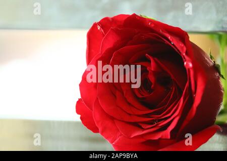 Fleur de rose rouge avec des gouttes de pluie sur fond de roses rouges fleurs. Banque D'Images