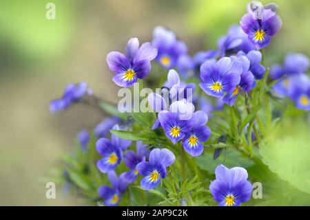 Les violettes de fleurs sauvages douces se rapproillent - fond de printemps artistique flou. Magnifique toile de fond à motif fleuri printanier avec des fleurs violettes bleues tendre. Défocused Banque D'Images
