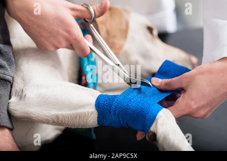 Vétérinaire prenant soin de chien blessé Banque D'Images