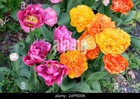 Doubles Tulipes Ou Tulipa. Gros plan sur plusieurs fleurs orange et violette. Banque D'Images