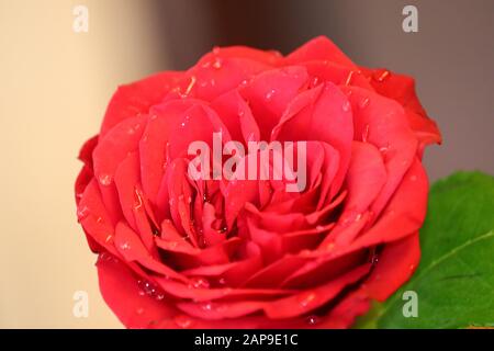 Fleur de rose rouge avec des gouttes de pluie sur fond de roses rouges fleurs. Banque D'Images