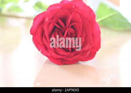 Fleur de rose rouge avec des gouttes de pluie sur fond de roses rouges fleurs. Banque D'Images