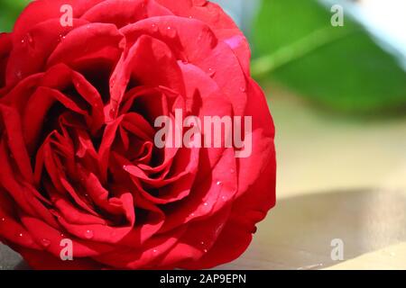 Fleur de rose rouge avec des gouttes de pluie sur fond de roses rouges fleurs. Banque D'Images