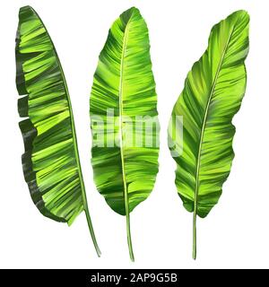 Les feuilles tropicales, Jungle floral botanique éléments. Les feuilles de palmier, de l'art illustration peinte avec aquarelles isolé sur fond blanc. Banque D'Images