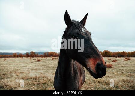 Wild horse dans une prairie près d'une forêt d'une montagne Banque D'Images