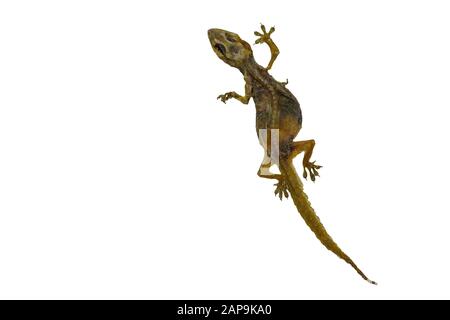 L'image d'un petit reptile appelé lézard Qui est mort pendant longtemps, jusqu'à ce que la peau soit sèche, laissant seulement les restes. Isoler sur le backgrou blanc Banque D'Images