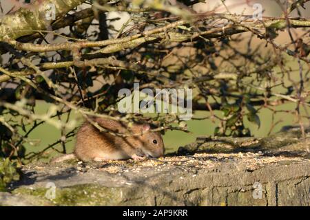 Rat brun Rathus novegiaus manger des graines de nourriture d'oiseau laissé sur un mur Banque D'Images
