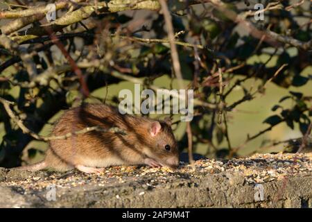 Rat brun Rathus novegiaus manger des graines de nourriture d'oiseau laissé sur un mur Banque D'Images