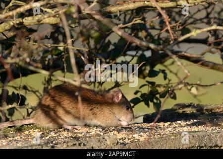 Rat brun Rathus novegiaus manger des graines de nourriture d'oiseau laissé sur un mur Banque D'Images