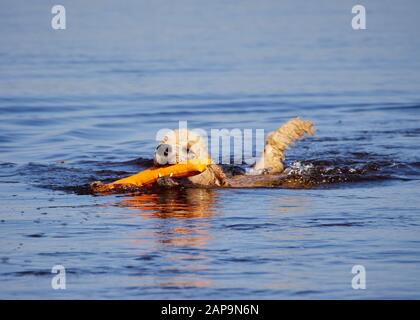 Caniche royal piscine sur l'eau service de sauvetage de chien de formation. Jouer avec un jouet de l'extraction d'orange dans un lac sur une journée ensoleillée en Finlande. Banque D'Images