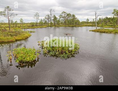 Piste d'étude de la nature Rannametsa Tolkuse. Vue panoramique sur les marais avec un petit étang et une zone humide. Estonie. Banque D'Images