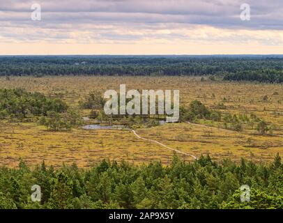 Tolkuse Rannametsa l'étude de la nature trail. Vue d'été de l'antenne sur la zone humide de la tour d'observation. L'Estonie. Banque D'Images