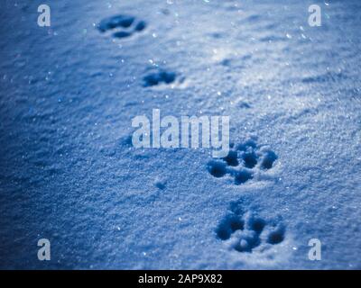 Les pattes sont imprimées dans la neige avec des ombres bleues. Banque D'Images