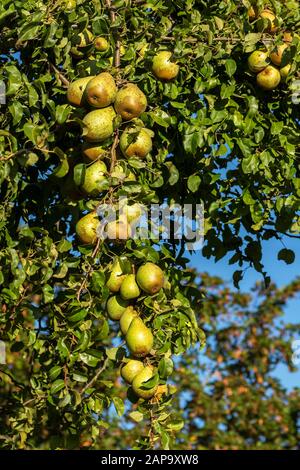 Poires mûres (Pyrus) accrochées à un arbre, Mecklembourg-Poméranie occidentale, Allemagne Banque D'Images