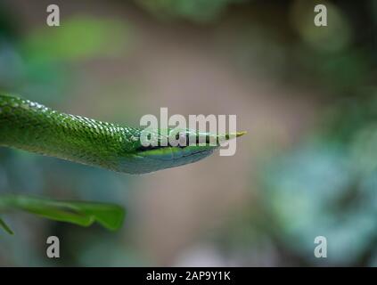 Serpent rhinoceros (Gonyosoma boulengeri), animal alto, captif, portrait animal, Chine Banque D'Images