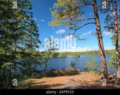 L'été finlandais idyllique Lac scène à Teijo sentier de randonnée à Salo, Finlande. Grand arbre et le Matildajarvi lac sur l'arrière-plan. Banque D'Images