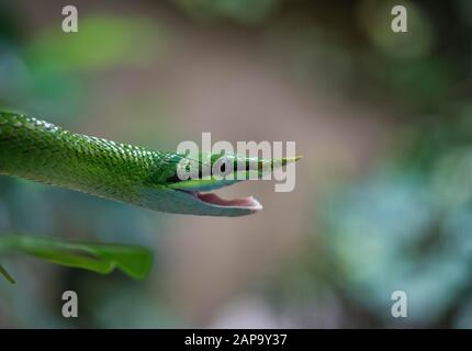 Serpent rhinoceros (Gonyosoma boulengeri), adulte, portrait animal, bouche ouverte, captif, Chine Banque D'Images