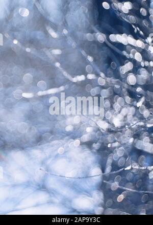 Carte hiver floue, des branches d'arbre avec de la glace libre. Banque D'Images