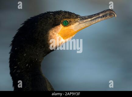 Grand cormorant (Phalacrocorax carbo) en robe d'hiver, portrait animal, Bade-Wuerttemberg, Allemagne Banque D'Images