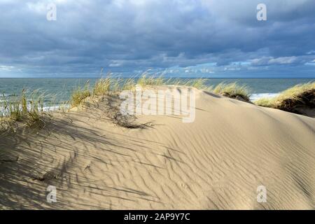 Dunes à forte croissance avec des dérives de sable entre Wenningstedt et Kampen, Sylt, Île frisonne du Nord, Frise du Nord, Schleswig-Holstein, Allemagne Banque D'Images