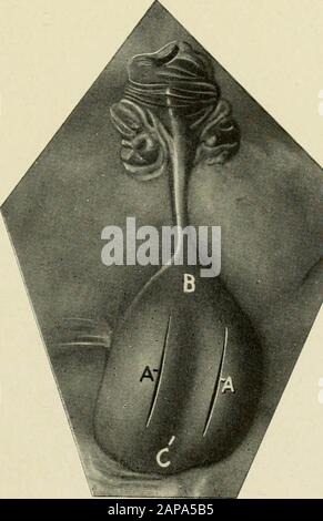 'Castration animale, un livre pour l'utilisation des étudiants et des praticiens;' (1914) Banque D'Images
