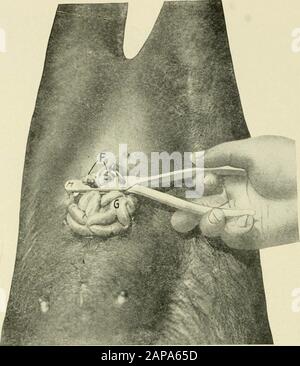'Castration animale, un livre pour l'utilisation des étudiants et des praticiens;' (1914) Banque D'Images