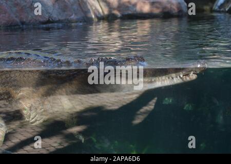 Fausse gharial ou Tomistoma à moitié submergé - Tomistoma schlegelii Banque D'Images