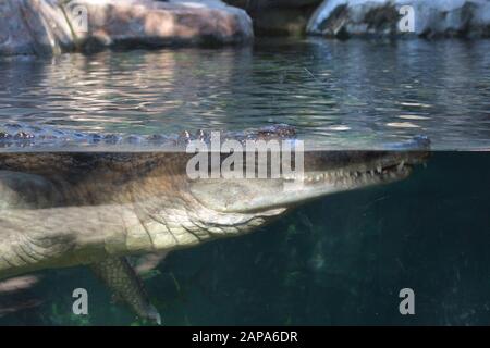 Fausse gharial ou Tomistoma à moitié immergé à travers le verre dans un aquarium Banque D'Images