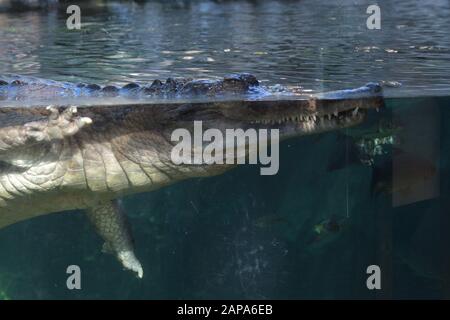 Fausse gharial ou Tomistoma à moitié immergé dans un aquarium - Tomistoma schlegelii Banque D'Images