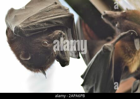 Le renard volant indien bat pendu sur le toit - Pteropus giganteus Banque D'Images