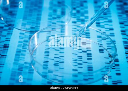 L'échantillon est pipeté dans un plat de Petri sur les résultats génétiques. Banque D'Images