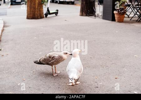 Deux mouettes marchent sur l'asphalte de la ville. Concept d'amour Banque D'Images