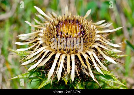 Carline Thistle (carlina vulgaris), gros plan d'une seule tête de fleur. Banque D'Images