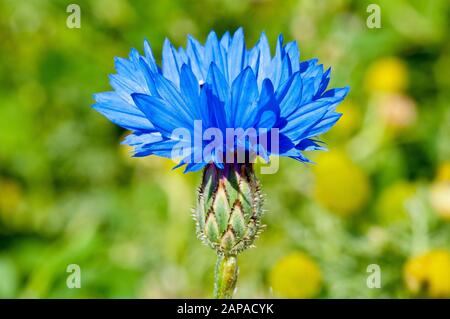 Fleur de maïs (centaurea cyanus), également appelée Bluebottle, gros plan d'une tête de fleur solitaire. Banque D'Images