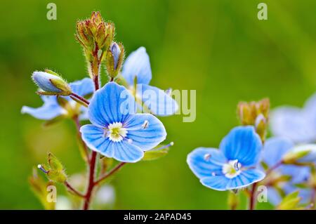 Germander Speedwell (veronica chamaedrys), gros plan d'une tige à floraison unique, entre autres. Banque D'Images