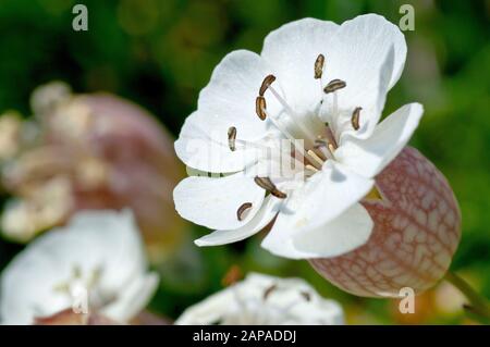 Campion de mer (silene vulgaris subsp. Maritima), gros plan d'une seule fleur sur beaucoup. Banque D'Images