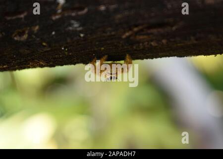 Photo rapprochée d'une araignée jaune géante sautant (Hyllus sp) rampant sous une clôture en bois. Surakarta, Indonésie. Banque D'Images