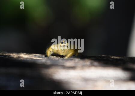 Une photo de gros plan d'une araignée jaune géante (Hyllus giganteus) rampant sur une clôture en bois. Surakarta, Indonésie. Banque D'Images