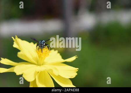 Une abeille au néon couckoo (Thyreus nitidulus) perchée sur une fleur de cosmos de soufre. Surakarta Indonésie. Banque D'Images